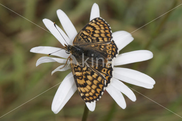 Veldparelmoervlinder (Melitaea cinxia)