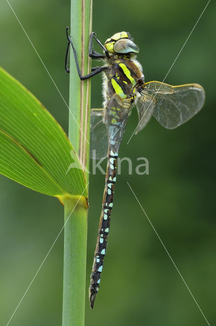 Venglazenmaker (Aeshna juncea)