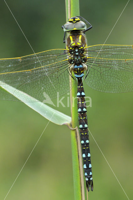 Venglazenmaker (Aeshna juncea)