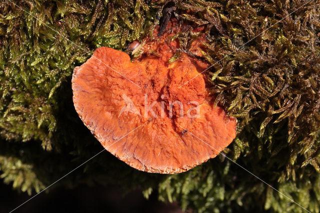 Cinnabar Bracket (Pycnoporus cinnabarinus)