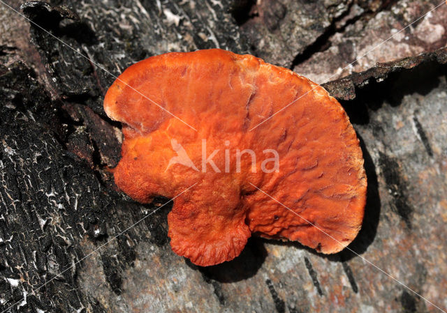 Cinnabar Bracket (Pycnoporus cinnabarinus)