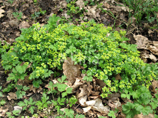 Alternate-leaved Golden Saxifrage (Chrysosplenium alternifolium)