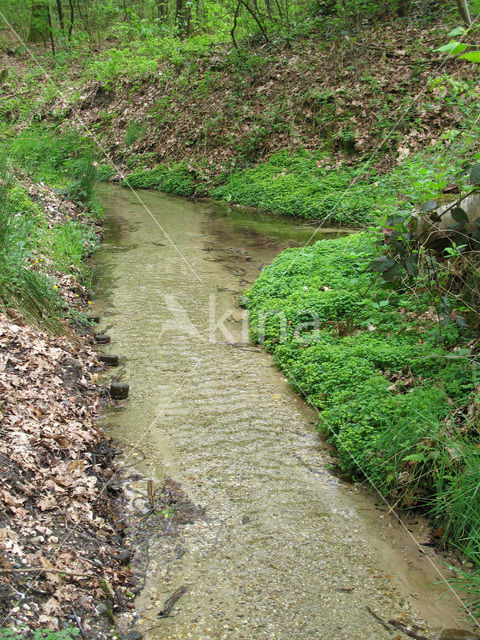 Verspreidbladig goudveil (Chrysosplenium alternifolium)