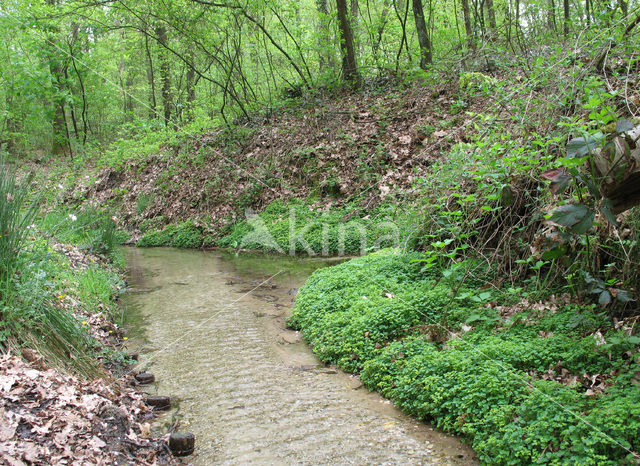 Verspreidbladig goudveil (Chrysosplenium alternifolium)