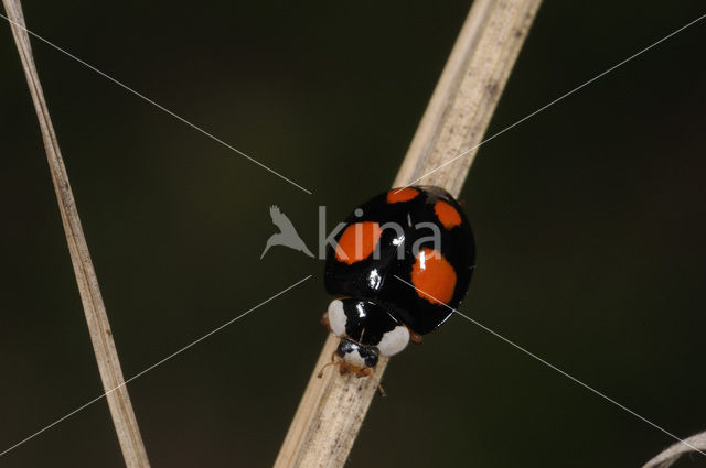 Vierstippelig Zwart Veelkleurig Lieveheersbeestje (Harmonia axyridis f. spectabilis)