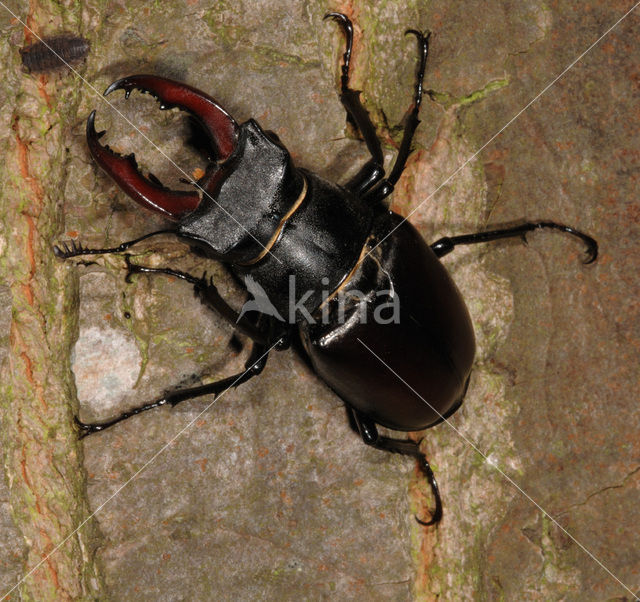 Stag Beetle (Lucanus cervus)