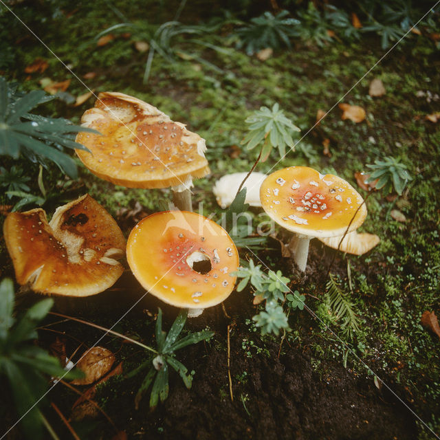 Fly agaric (Amanita muscaria)