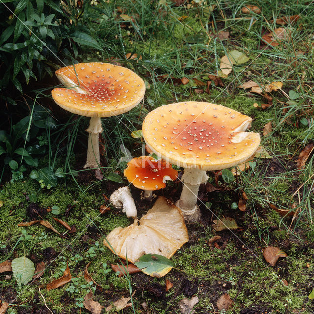 Fly agaric (Amanita muscaria)