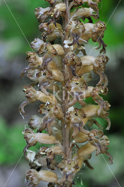 Bird’s-nest Orchid (Neottia nidus-avis)