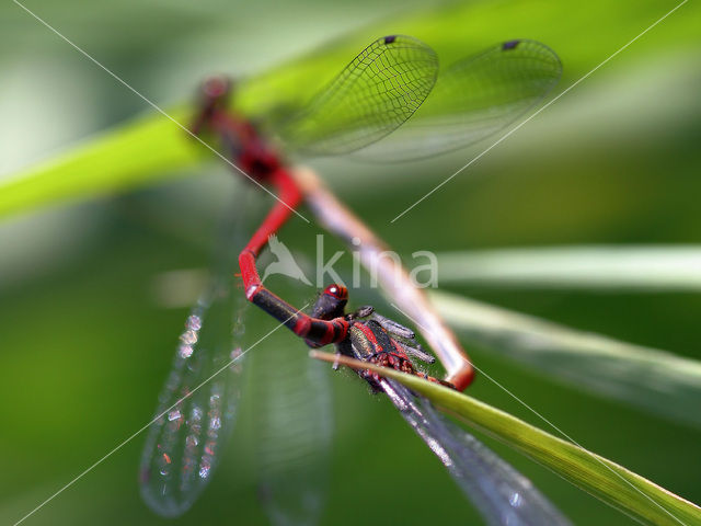 Large Red Damselfly (Pyrrhosoma nymphula)
