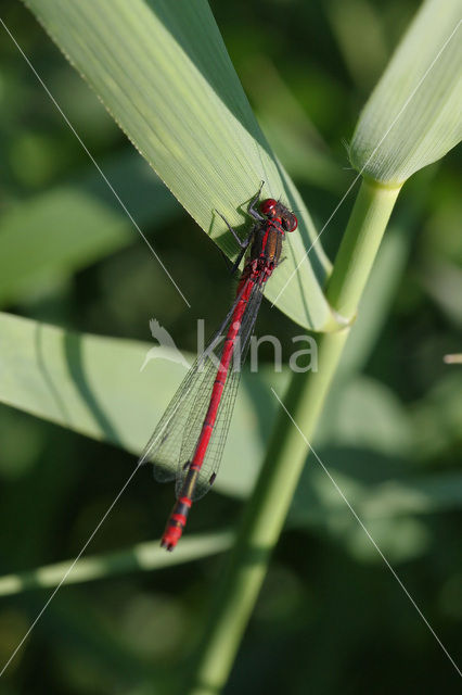 Large Red Damselfly (Pyrrhosoma nymphula)