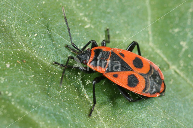 Vuurwants (Pyrrhocoris apterus)