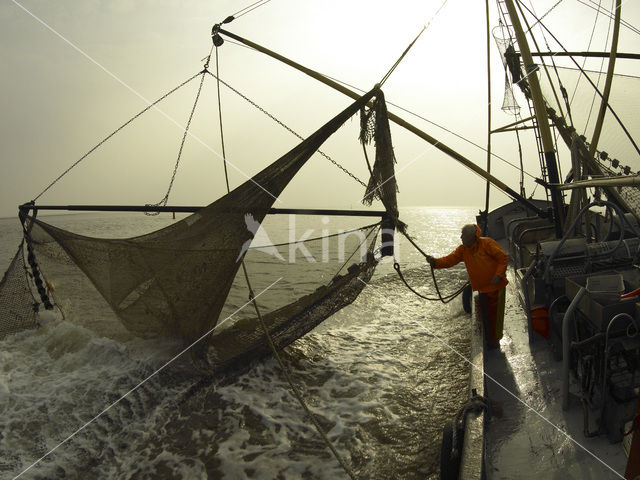 Waddensea