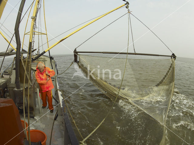 Waddensea