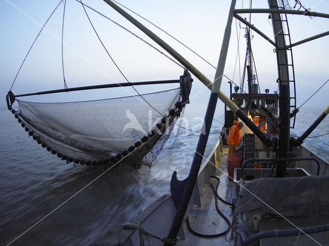 Waddensea