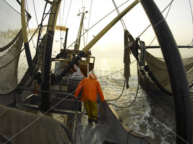 Waddensea