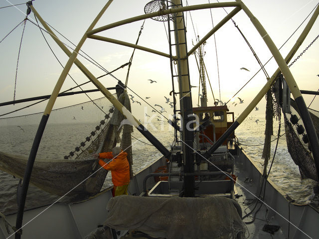 Waddensea