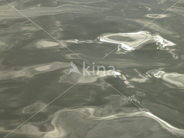 Waddensea