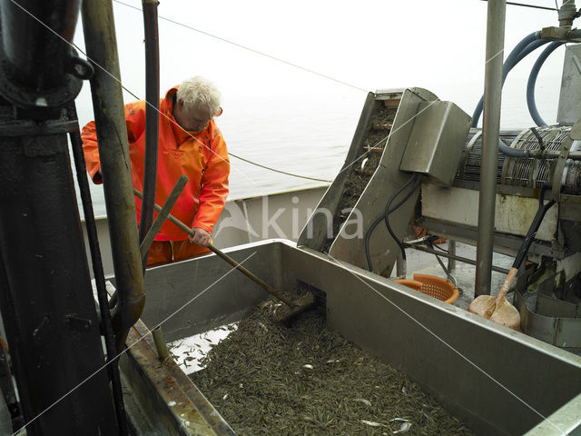 Waddensea