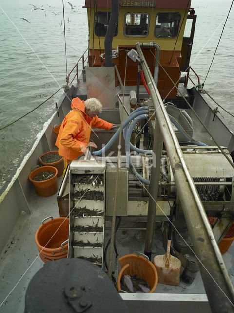 Waddensea