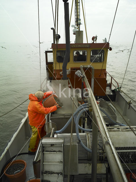 Waddensea