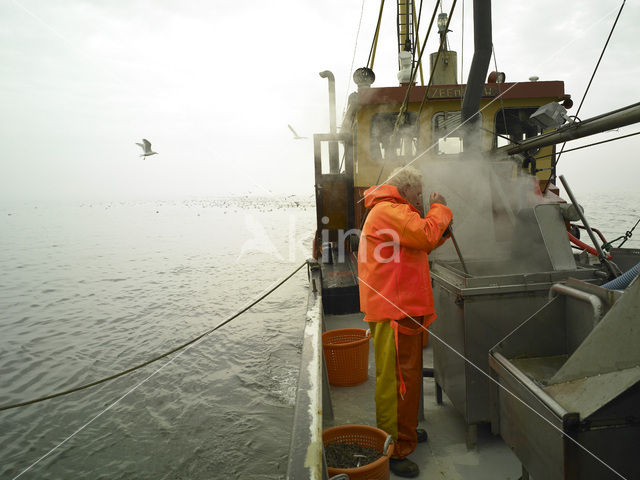 Waddenzee