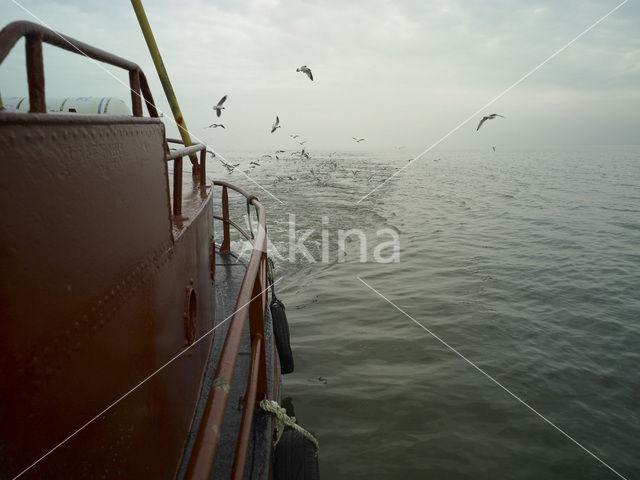 Waddensea