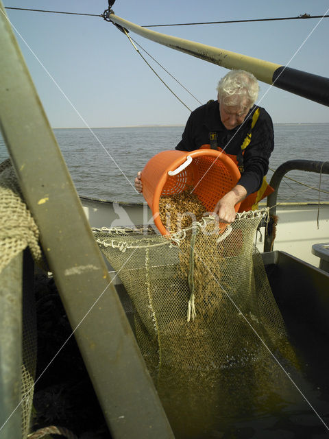 Waddensea