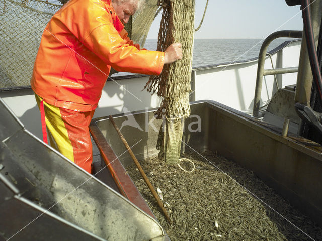 Waddenzee