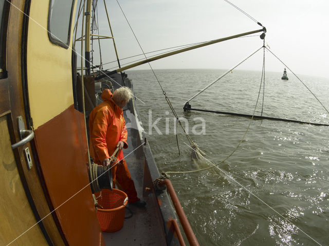 Waddensea