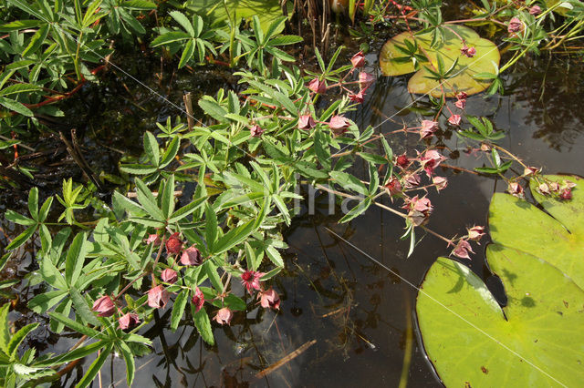 Wateraardbei (Potentilla palustris)