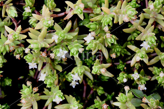 New Zealand Pigmyweed (Crassula helmsii)