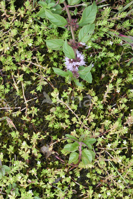 New Zealand Pigmyweed (Crassula helmsii)