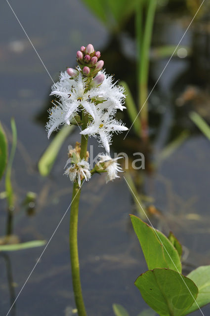 common buckbean (Menyanthes trifoliata)