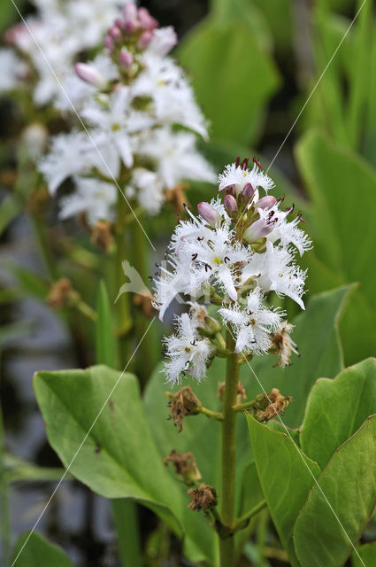 common buckbean (Menyanthes trifoliata)