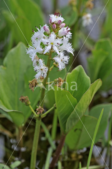 common buckbean (Menyanthes trifoliata)