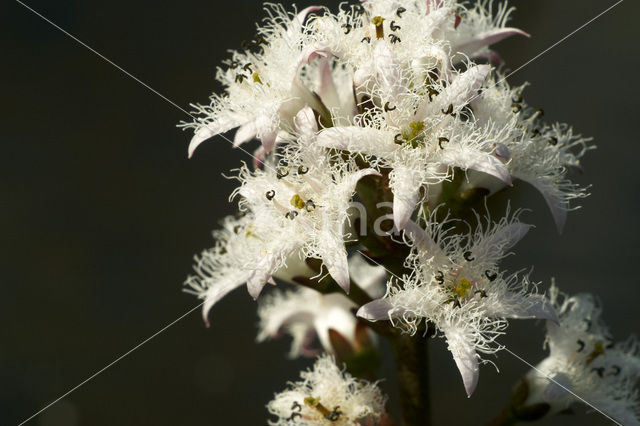 common buckbean (Menyanthes trifoliata)