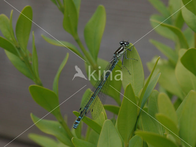 Waterjuffer (Coenagrion sp.)