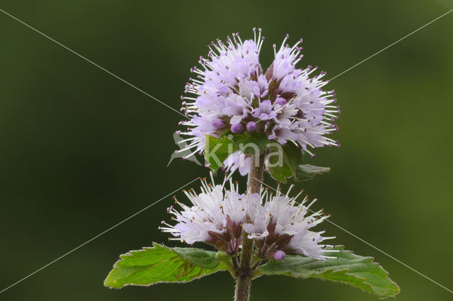 Watermunt (Mentha aquatica)