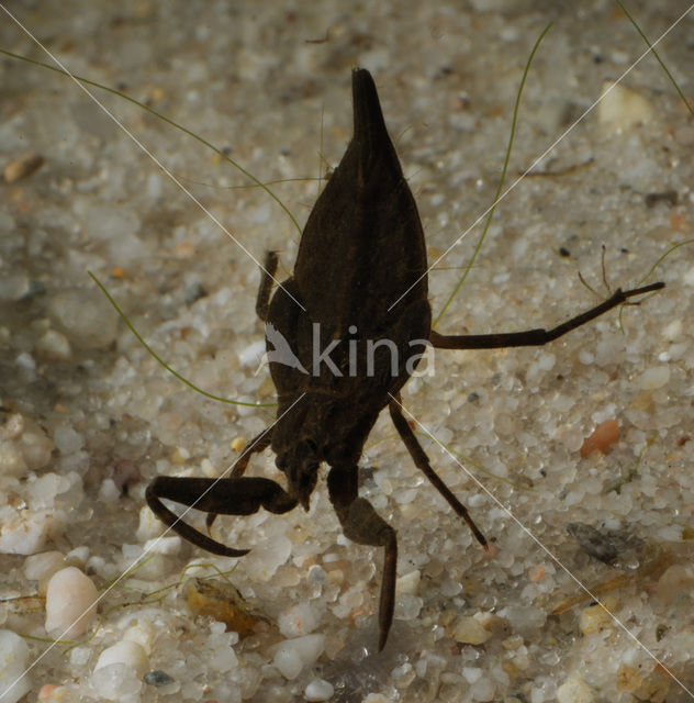 Waterscorpion (Nepa cinerea)