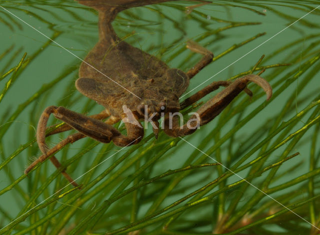 Waterscorpion (Nepa cinerea)