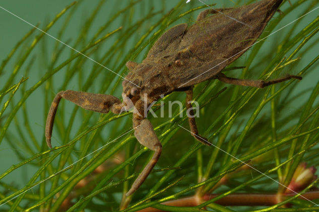 Waterschorpioen (Nepa cinerea)