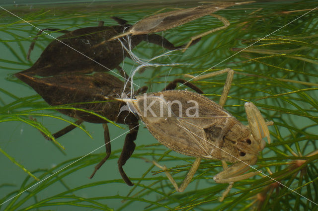 Waterschorpioen (Nepa cinerea)