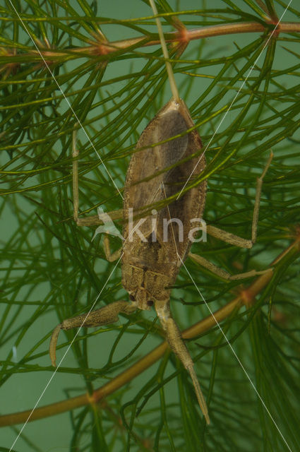 Waterschorpioen (Nepa cinerea)