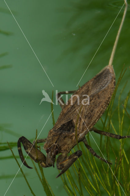 Waterscorpion (Nepa cinerea)