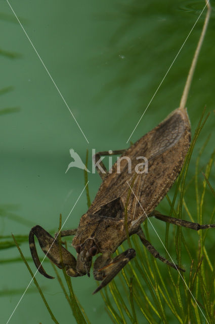 Waterschorpioen (Nepa cinerea)