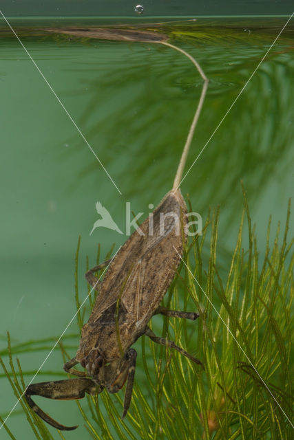 Waterschorpioen (Nepa cinerea)