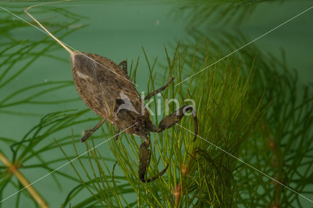 Waterschorpioen (Nepa cinerea)