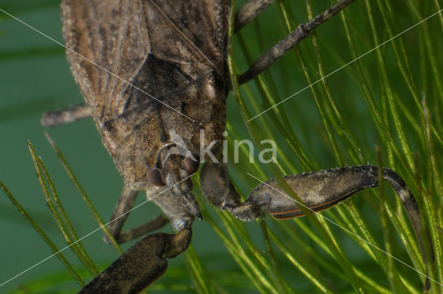 Waterschorpioen (Nepa cinerea)