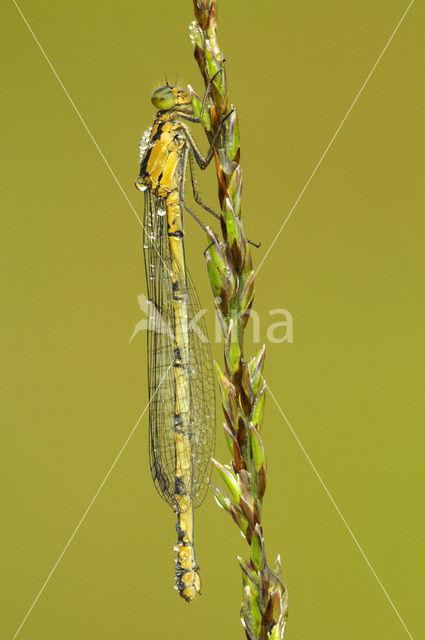 Watersnuffel (Enallagma cyathigerum)